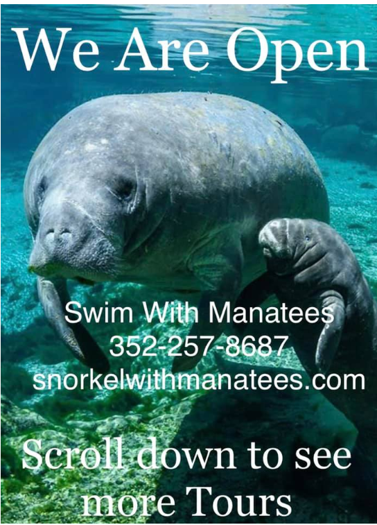 best manatee swim tours